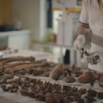 Szénizotópos vizsgálatok igazolják a Tihanyi Királykriptában feltárt csontok egy részének 11. századi eredetét